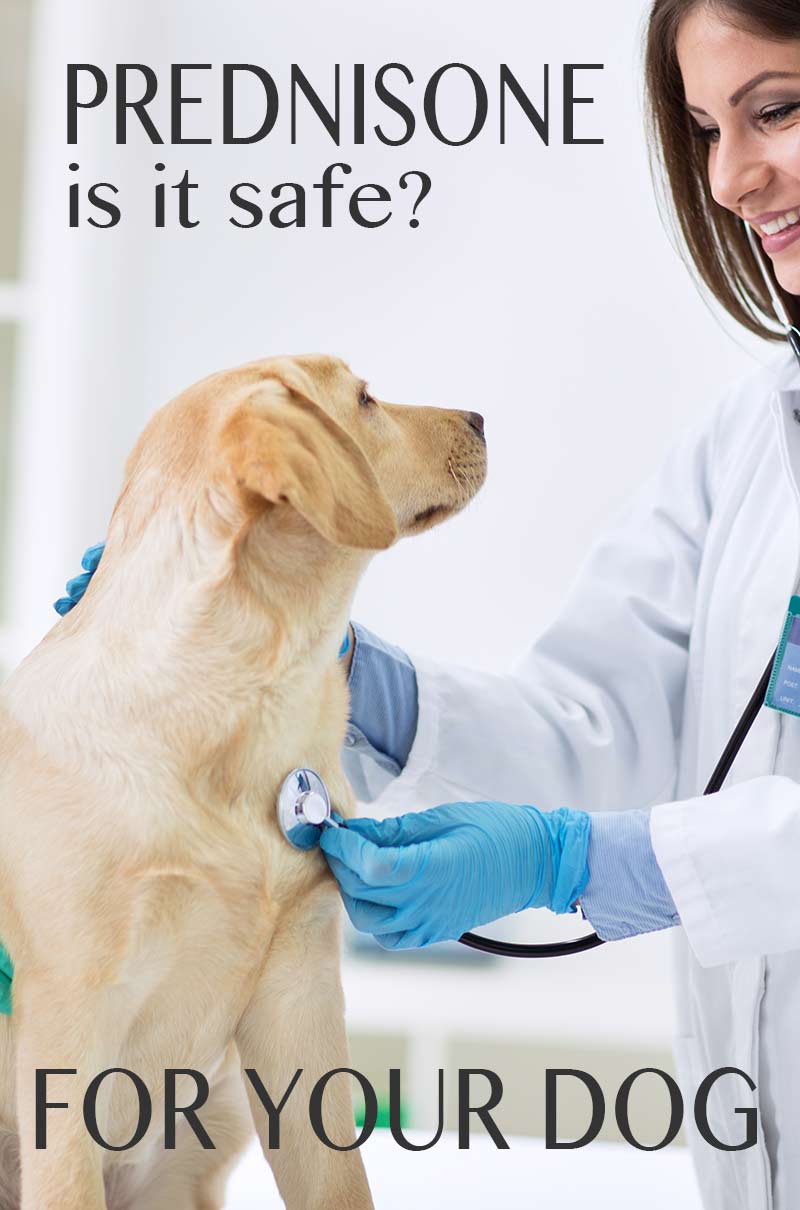 prednisolone 5mg for dogs prednisolone 5mg for dogs