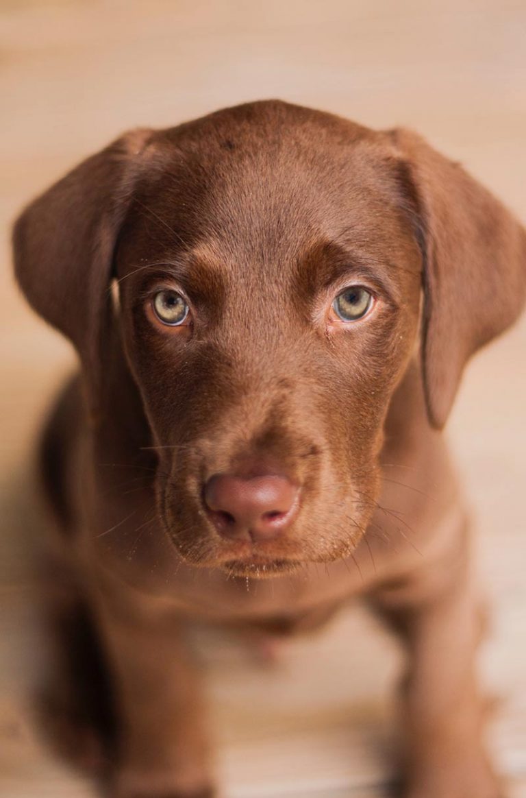 Labrador Temperament - Find Out What Labradors Are Really Like