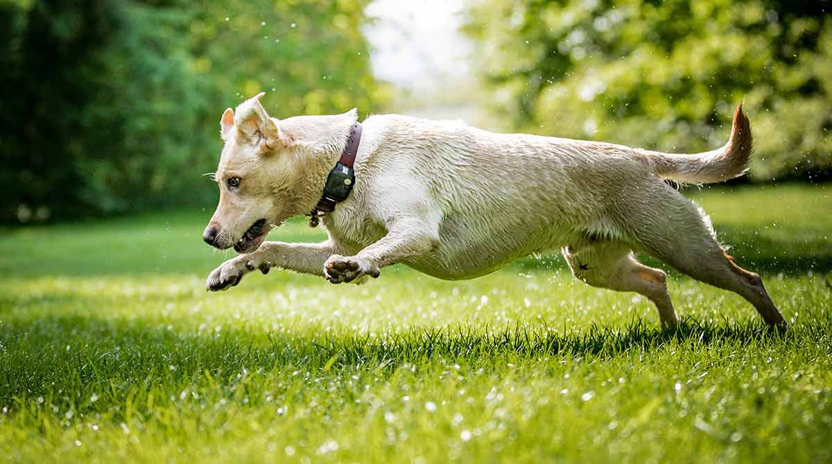 do dogs outgrow zoomies