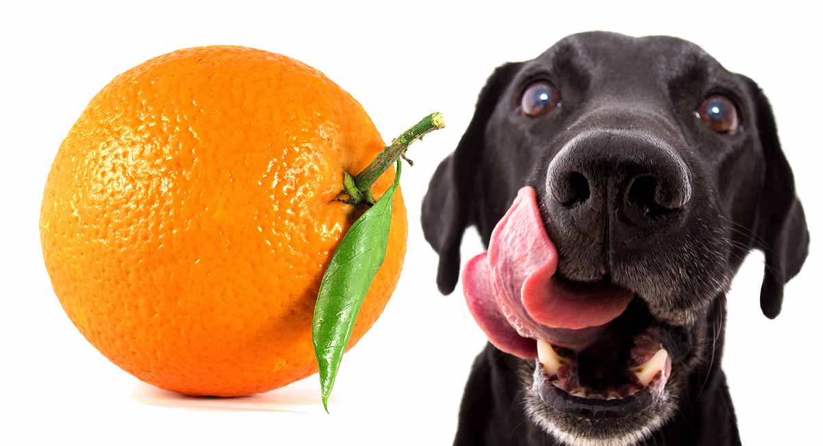 Can Dogs Eat Oranges - Are Oranges Good For Dogs?