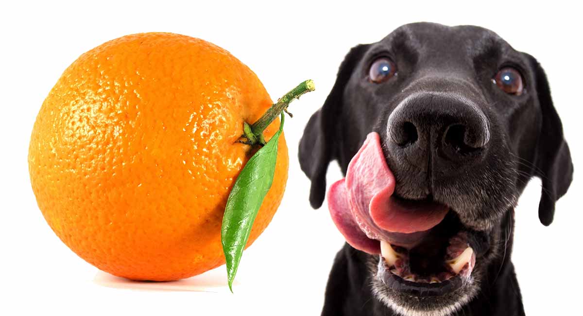 is orange juice good for dogs