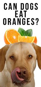 Can Dogs Eat Oranges: Are Oranges Good For Dogs?