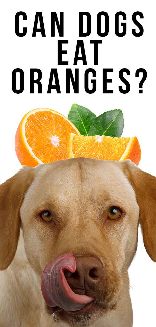 Les chiens peuvent-ils avoir des oranges - Les oranges sont-elles bonnes pour les chiens?