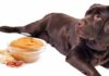 Can Dogs Eat Peanuts? Is Peanut Butter Good For Dogs?