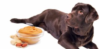 Can Dogs Eat Peanuts? Is Peanut Butter Good For Dogs?