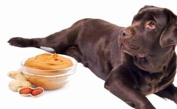 Can Dogs Eat Peanuts? Is Peanut Butter Good For Dogs?