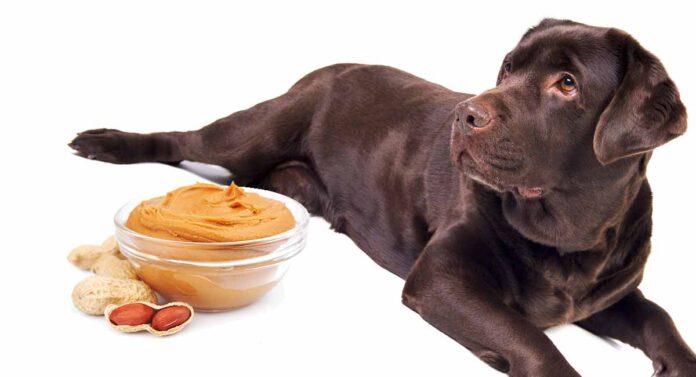Can Dogs Eat Peanuts? Is Peanut Butter Good For Dogs?