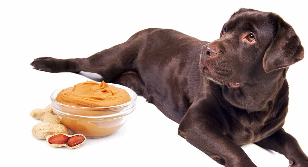 type of peanut butter for dogs