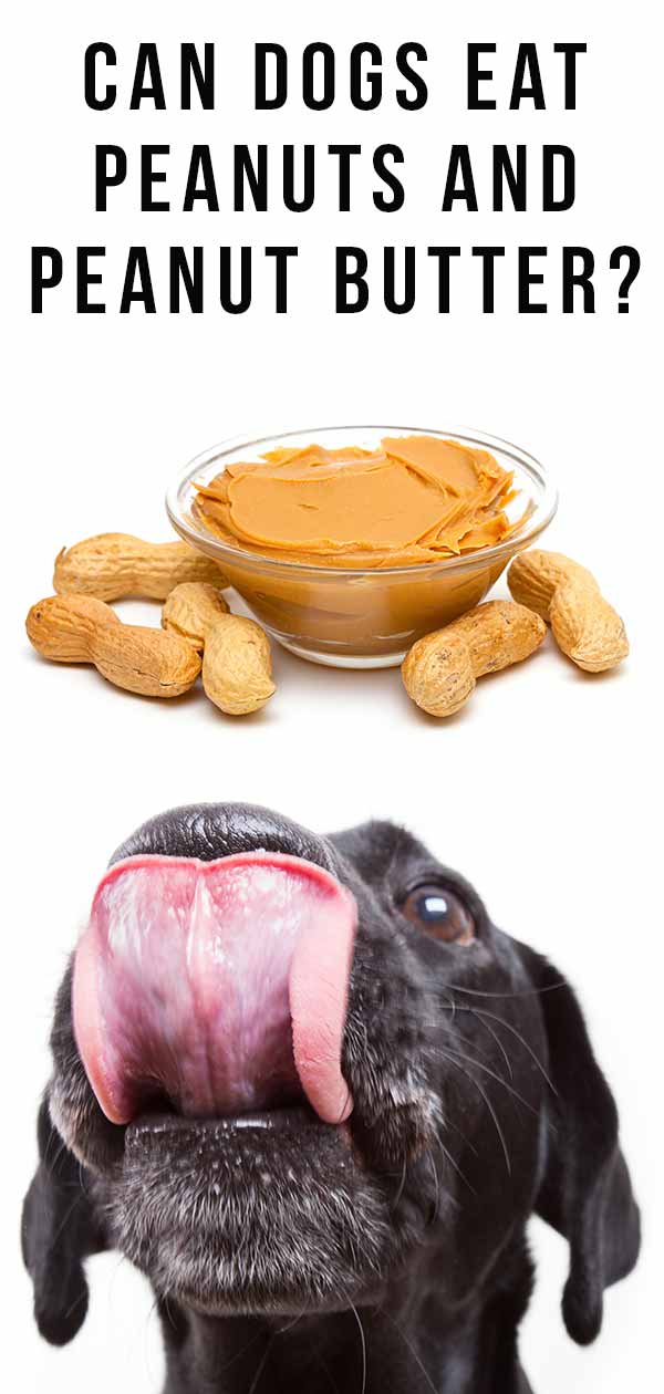 Can Dogs Eat Peanuts? Is Peanut Butter Good For Dogs?