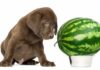 can dogs eat watermelons