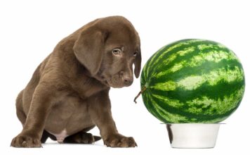 can dogs eat watermelons