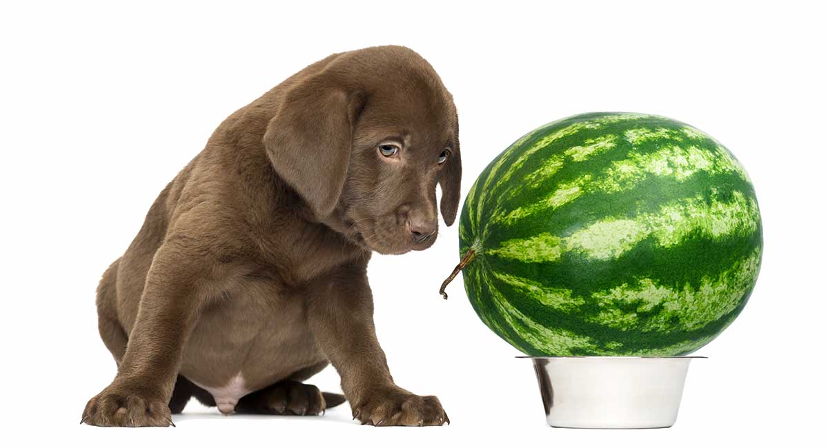 watermelon for dogs good or bad