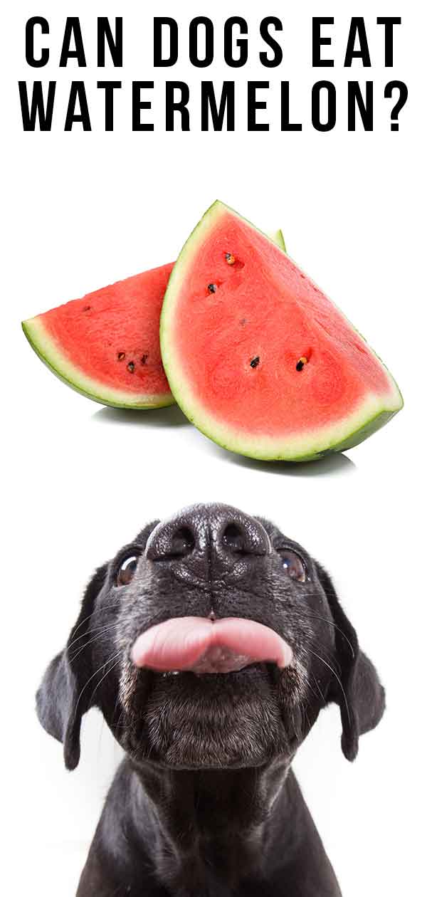 watermelon for dogs good or bad