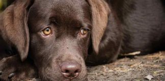 Do Dogs Cry - Dog Tears And What They Mean
