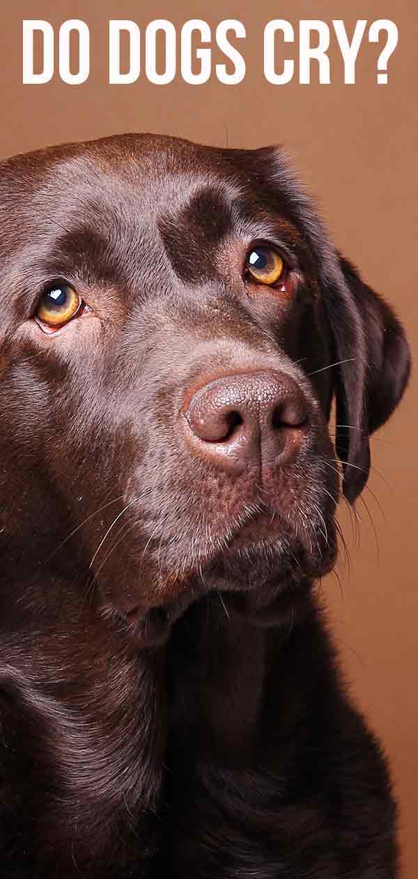 Do Dogs Cry: Dog Tears And What They Mean