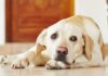 prednisone for dogs
