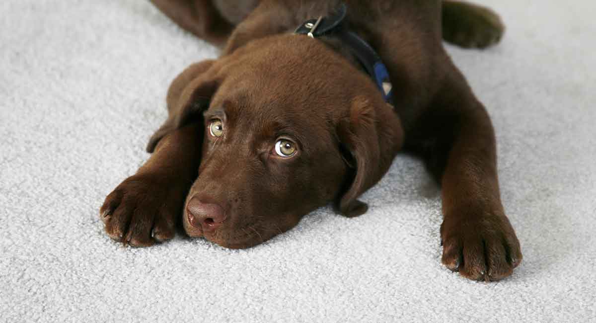 do tapeworms cause diarrhea in puppies