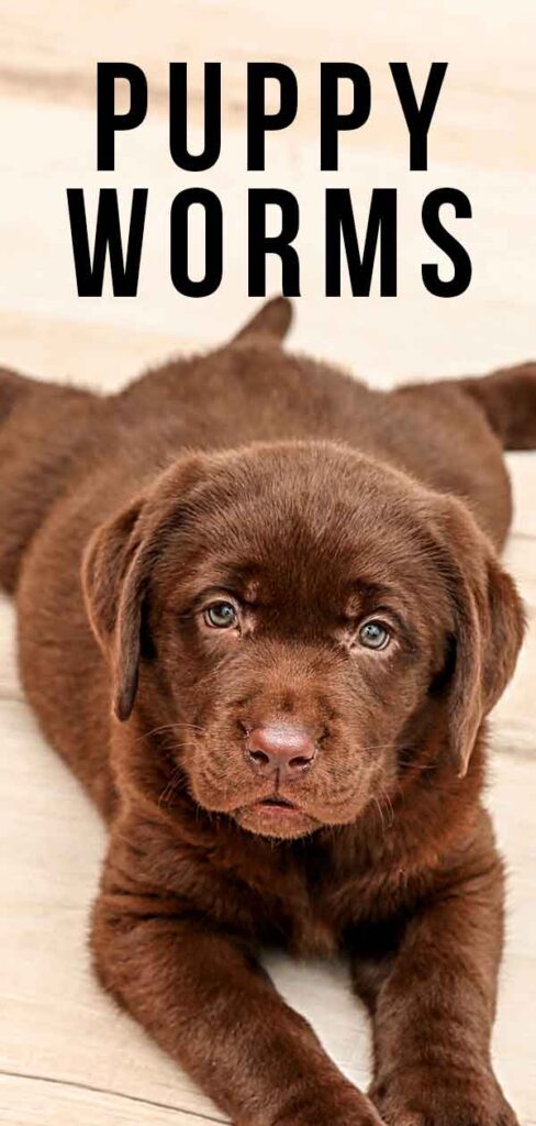 View of Puppy Worms - Symptoms and How to Get Rid of Worms in Puppies