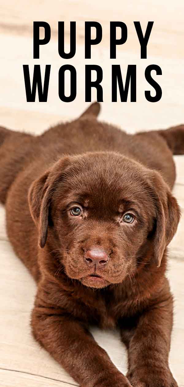 do tapeworms cause diarrhea in puppies