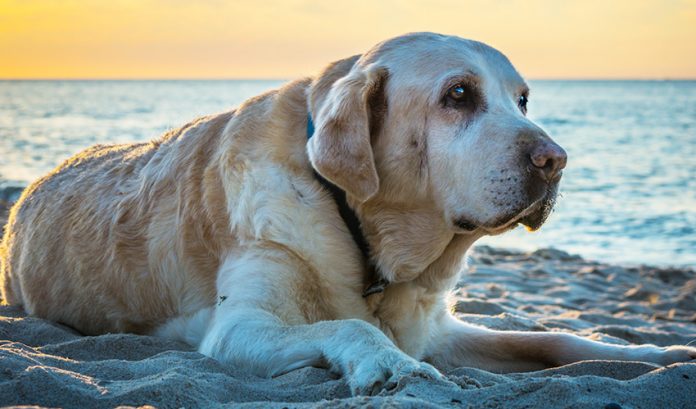 Common cancers in dogs - a guide to signs, symptoms and treatment