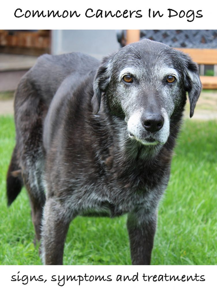 Common Cancers In Dogs Signs, Symptoms & Treatment The Labrador Site