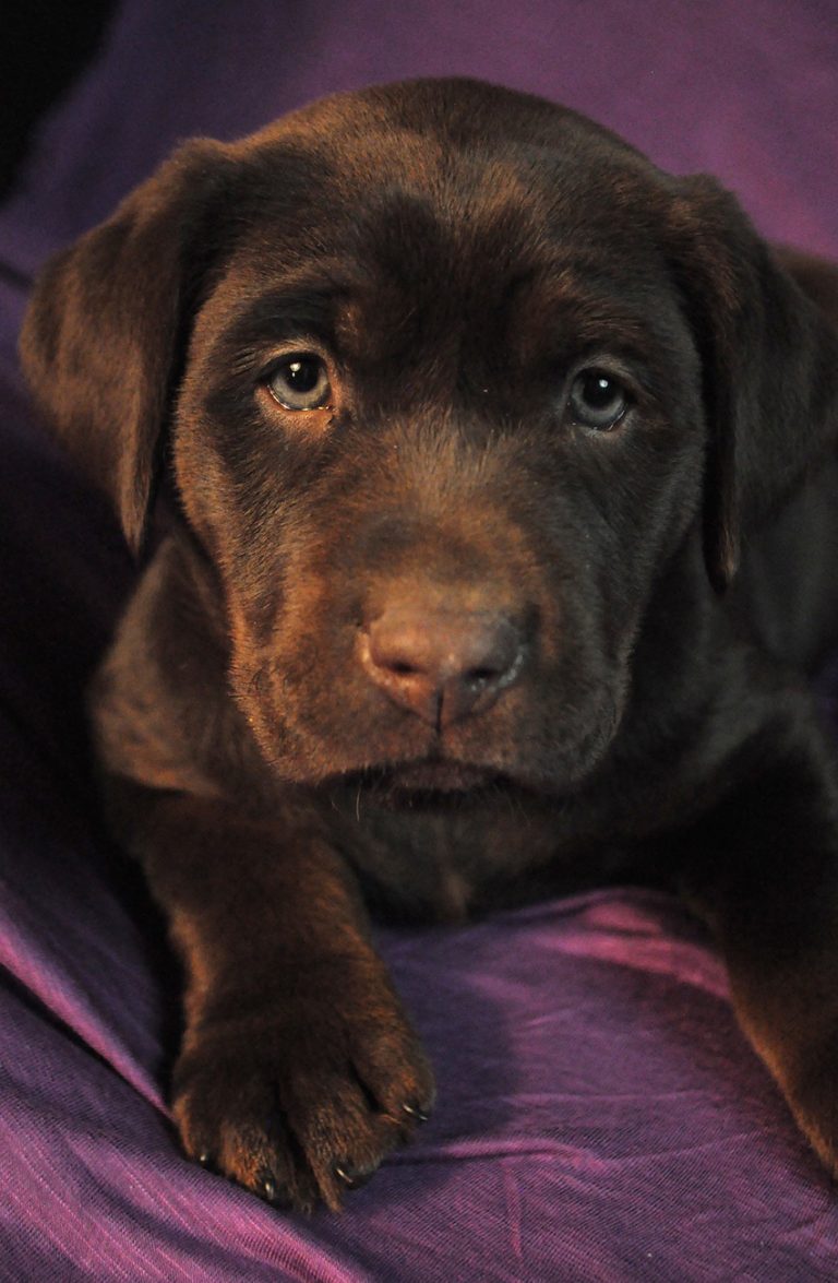 Cephalexin For Dogs How It Works, Side Effects and Dosage