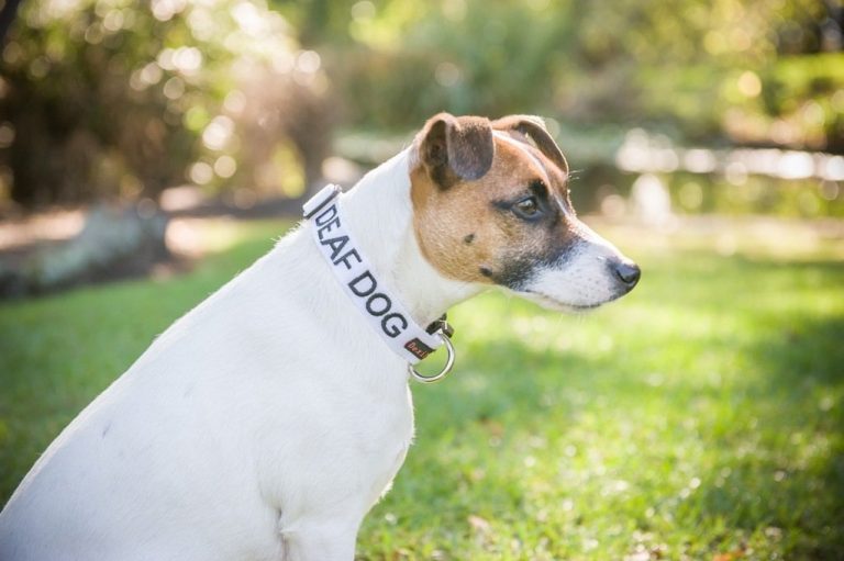 Deafness In Dogs Everything You Need To Know
