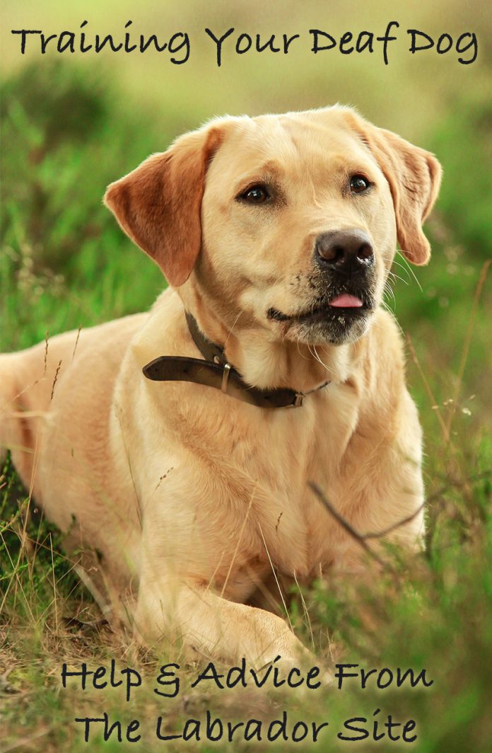 Deafness In Dogs Everything You Need To Know