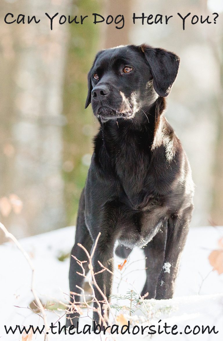 Deafness In Dogs Everything You Need To Know