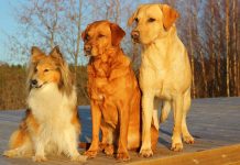 dog dominance and the alpha dog myth