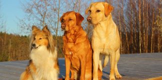 dog dominance and the alpha dog myth
