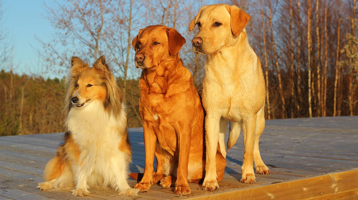 Alpha store male dog