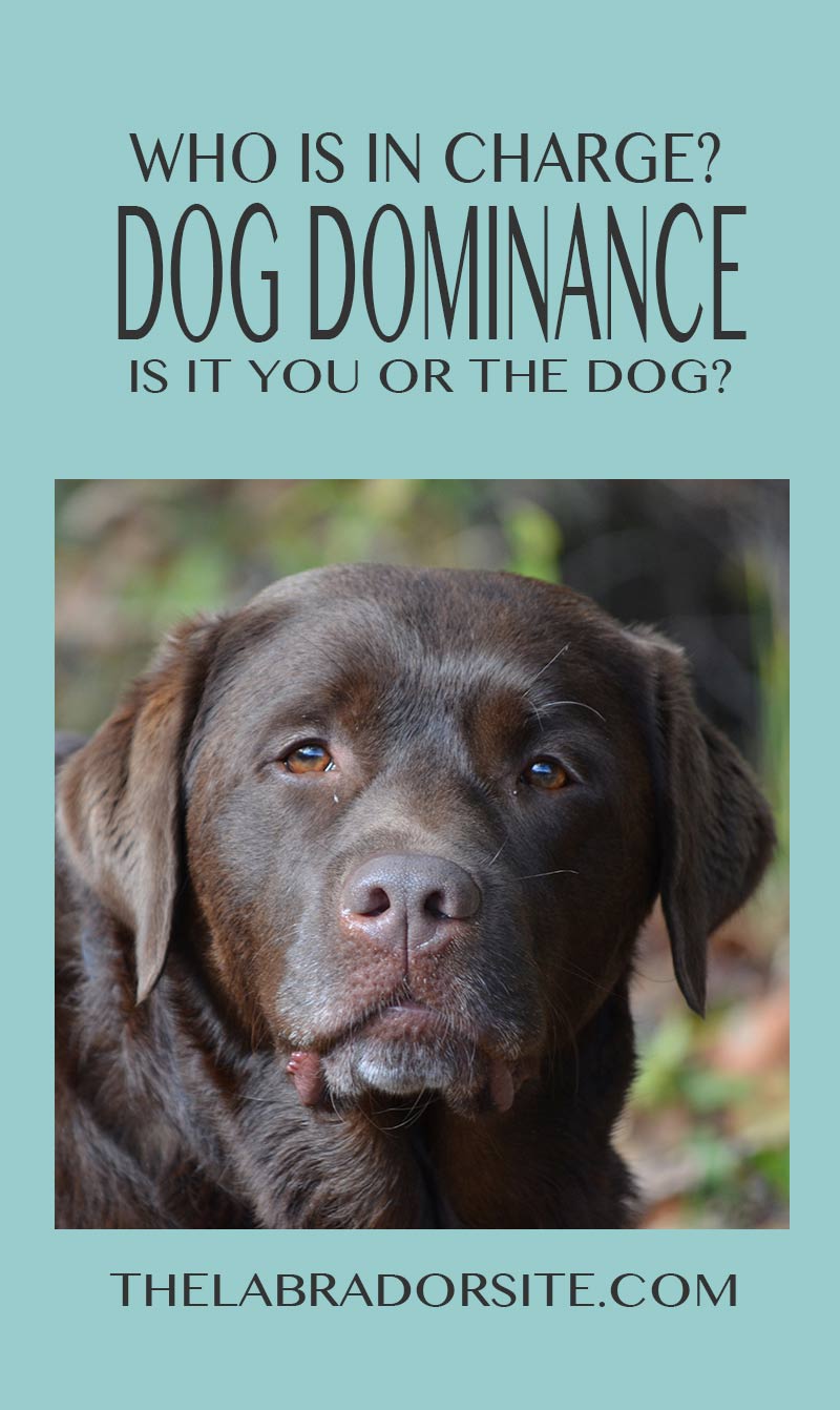 A guide to dog dominance and alpha dogs