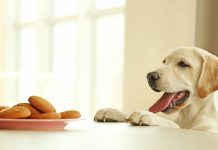 Can Dogs Eat Natural Yoghurt Can Dogs Eat Natural Yoghurt