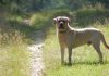 Fipronil for dogs - find out if fipronil is okay for your Lab
