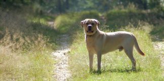 Fipronil for dogs - find out if fipronil is okay for your Lab