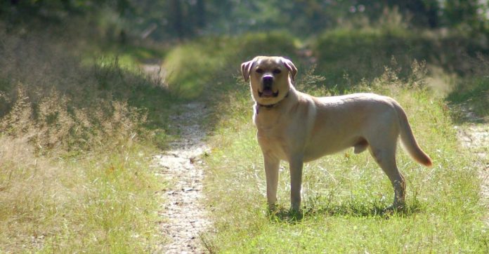 Fipronil for dogs - find out if fipronil is okay for your Lab