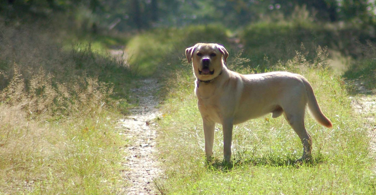 Fipronil For Dogs Your Questions Answered The Labrador Site