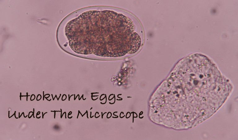 Picture of Puppy Worms - Symptoms and How to Get Rid of Worms in Puppies