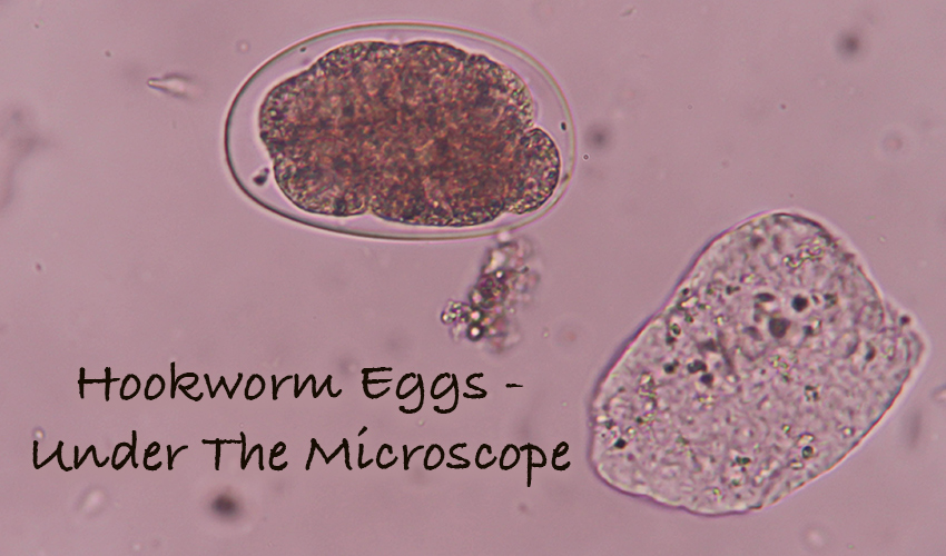 Puppy hookworms come from tiny larvae