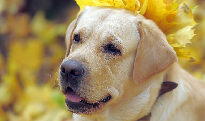 How to socialize an older dog