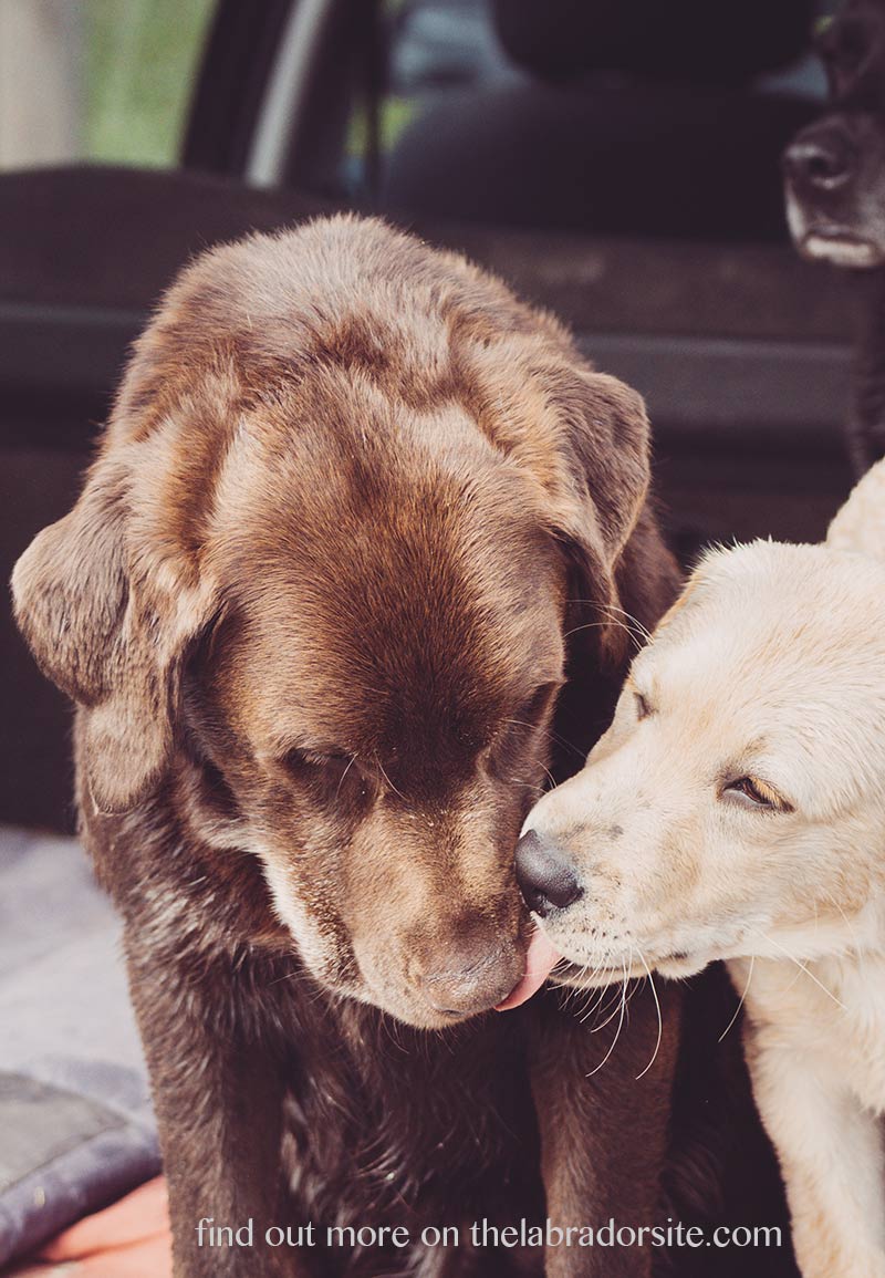 A kind lick from a good friend goes a long way when socializing older dogs