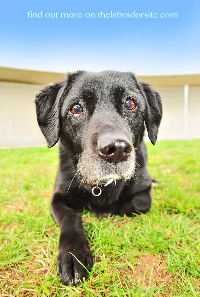 In "How To Socialize An Older Dog" we show you how to take it in gentle steps