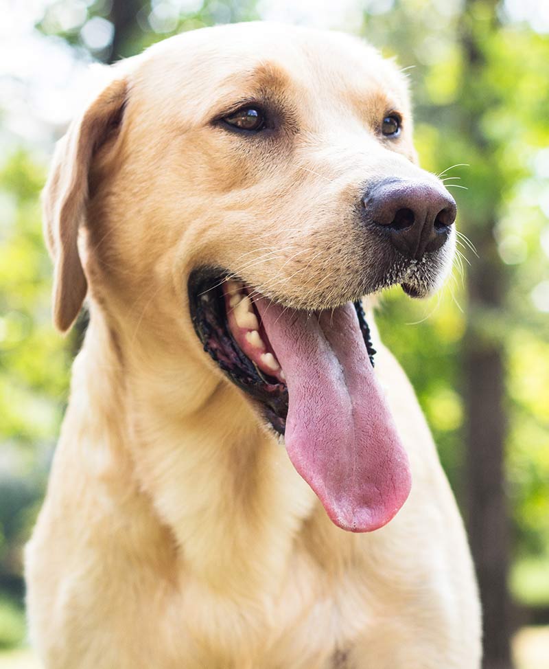 English Labrador Weight Chart By Age