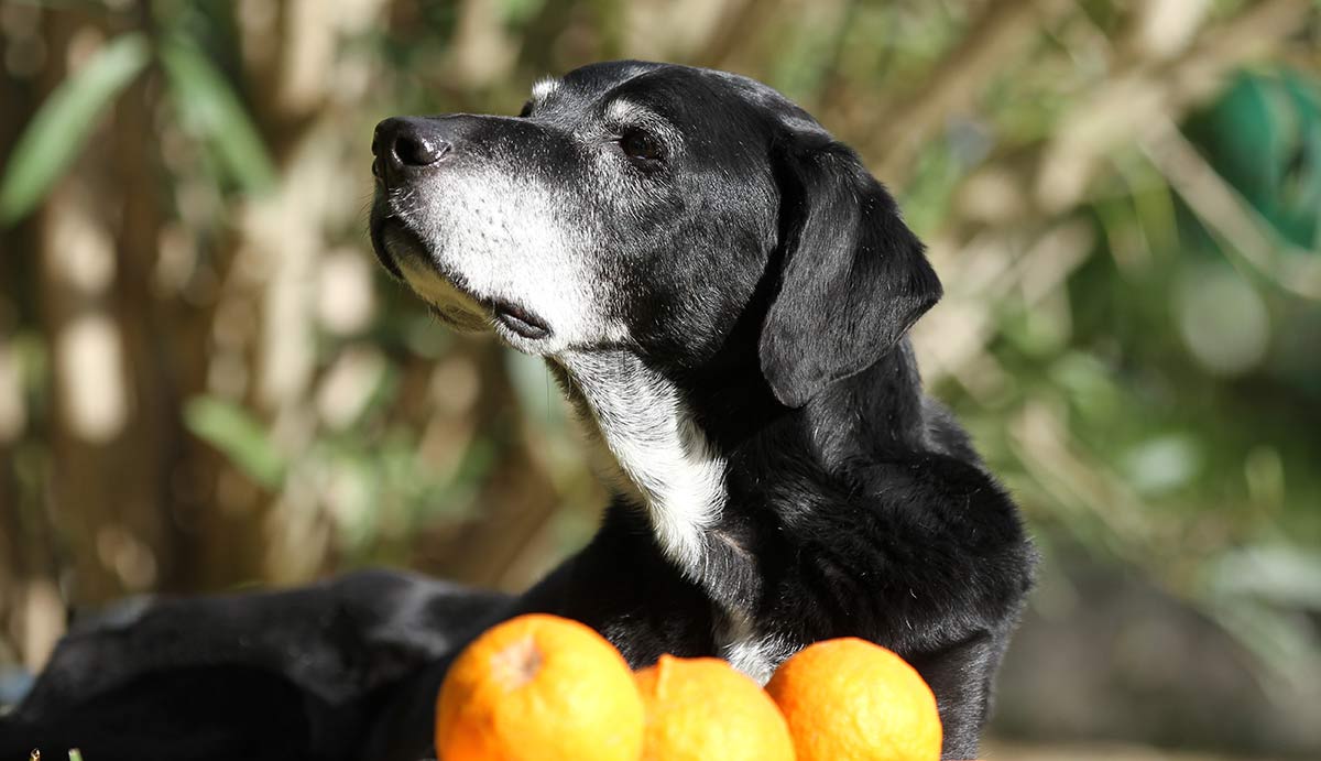  can dogs eat oranges a food safety guide from the labrador site