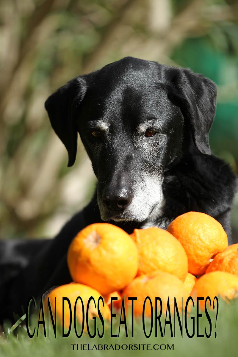 Découvrez les avantages et les inconvénients de donner des oranges à votre chien dans `` Can Dogs Have Oranges ''