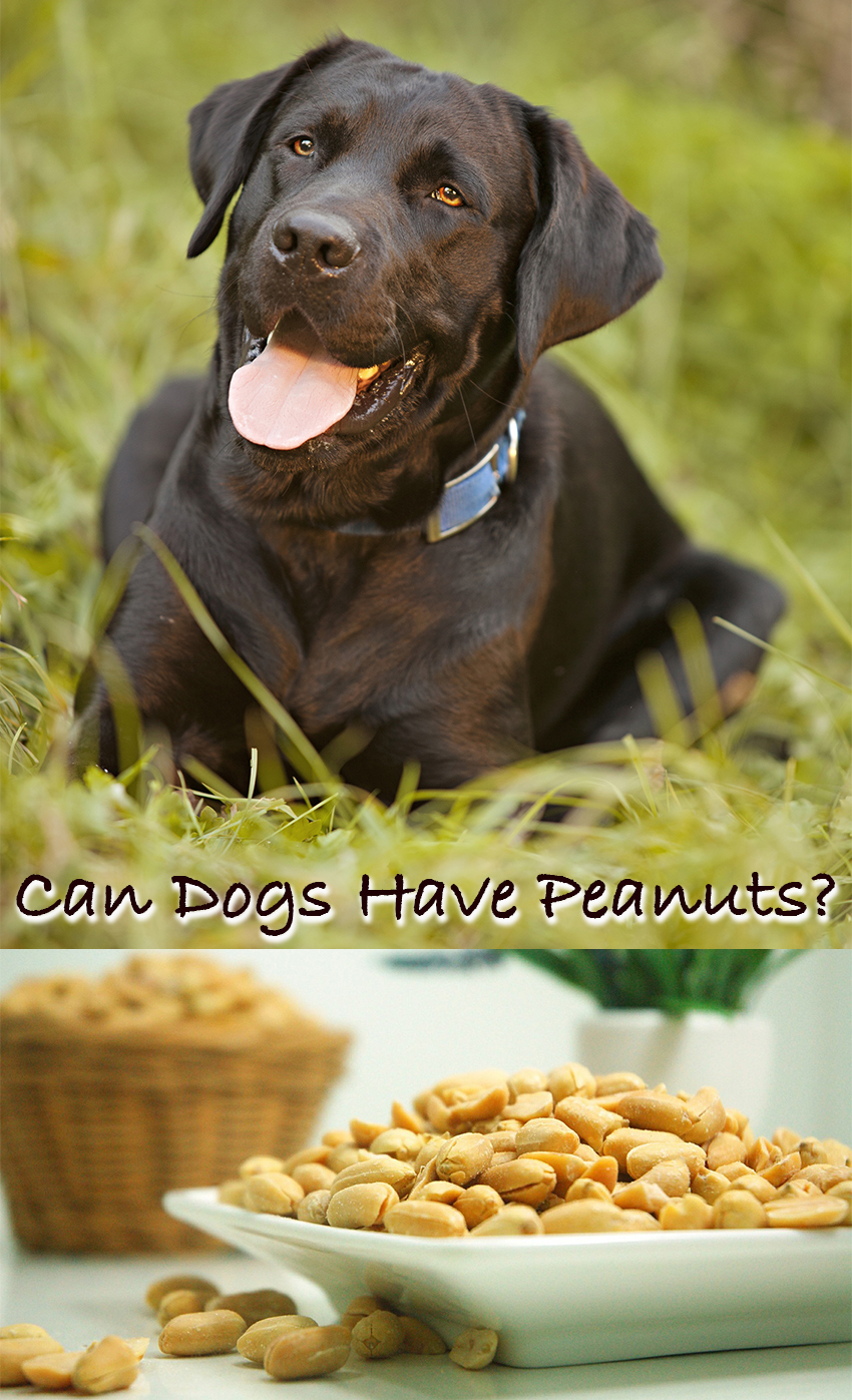 Can Dogs Eat Peanuts And Peanut Butter can-dogs-eat-peanuts-and-peanut-butter