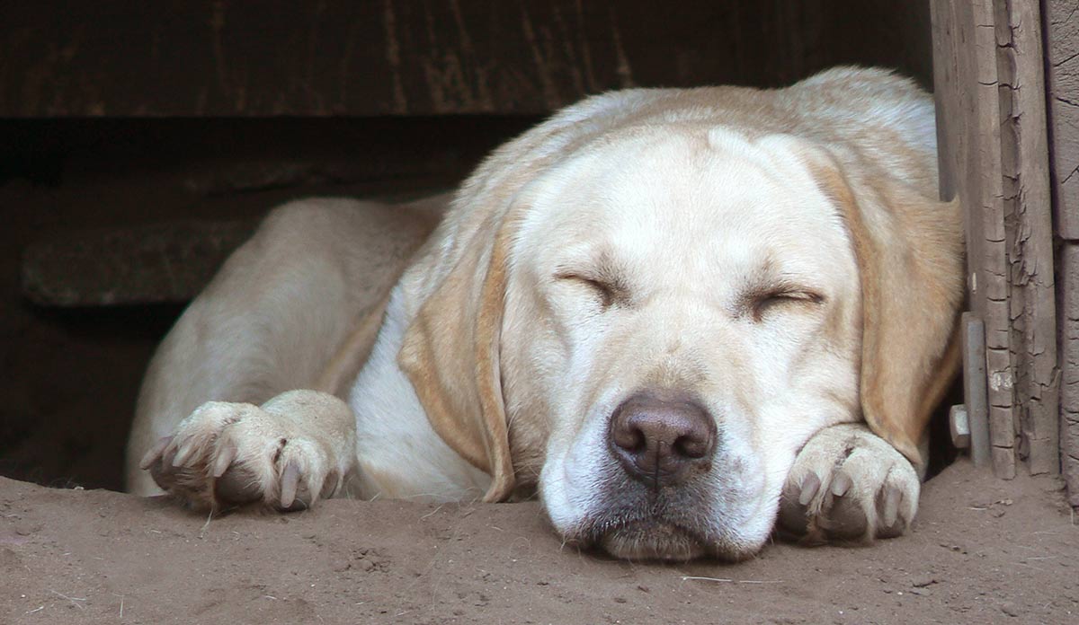 at what age do labradors calm down