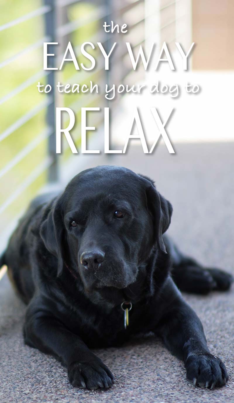 A relaxed dog is a happy dog. Here are some tips to help you