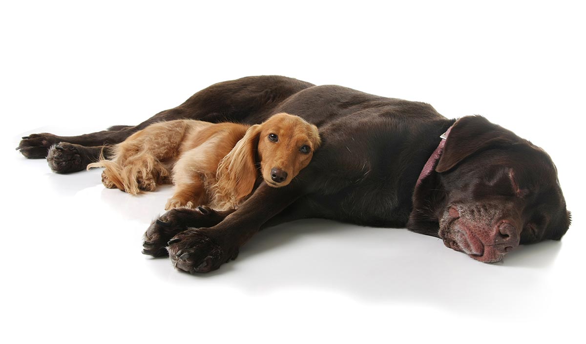 How to teach your dog to relax like this labrador